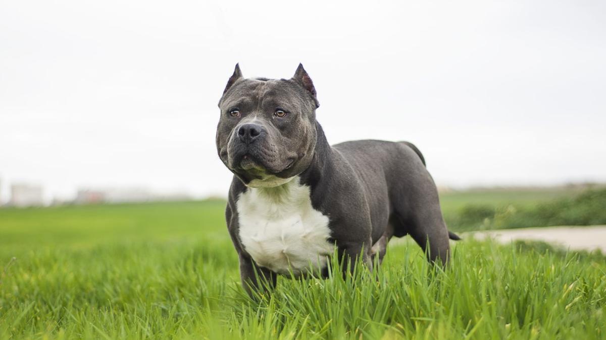 Un perro Bully Americano