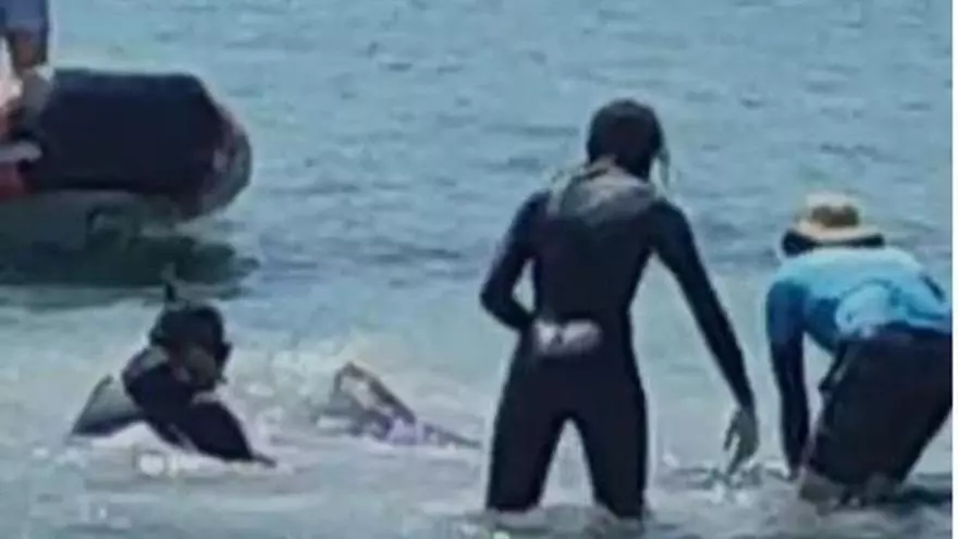 Muere la mantarraya de la playa de Illetes