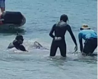 Muere la mantarraya de la playa de Illetes