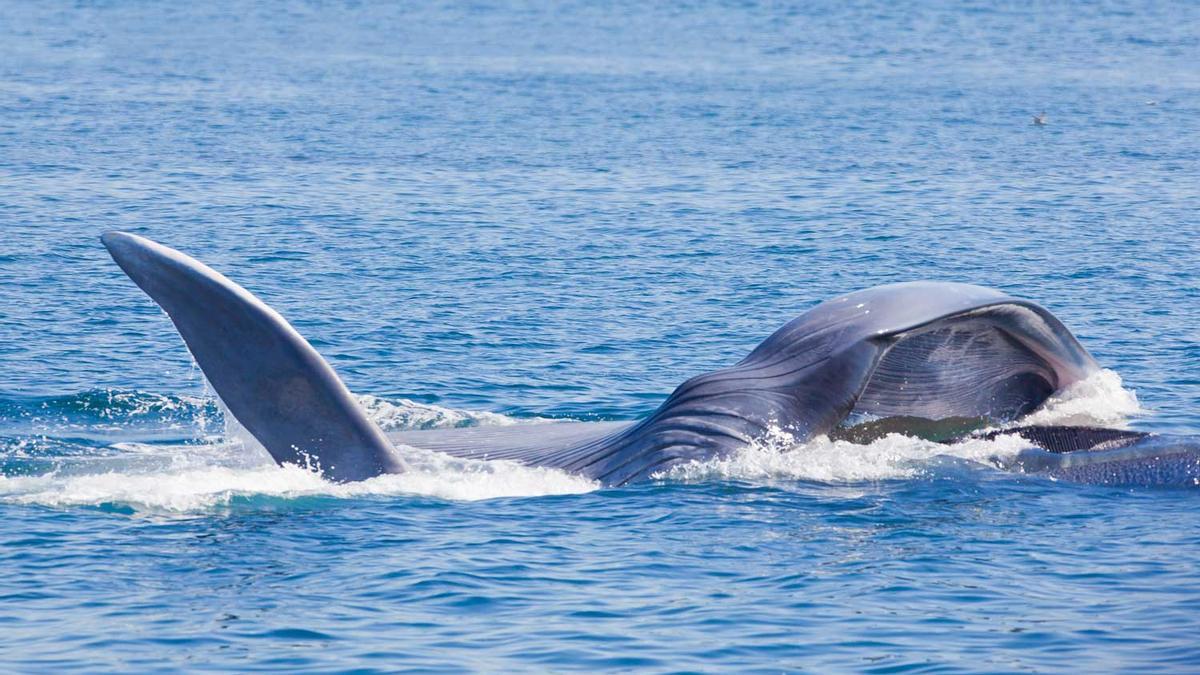 Avistamiento de cetáceos en el Cantábrico