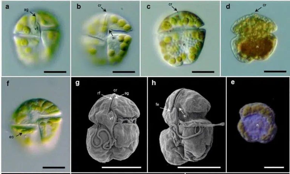 La 'Karenia cristata', en imágenes al microscopio