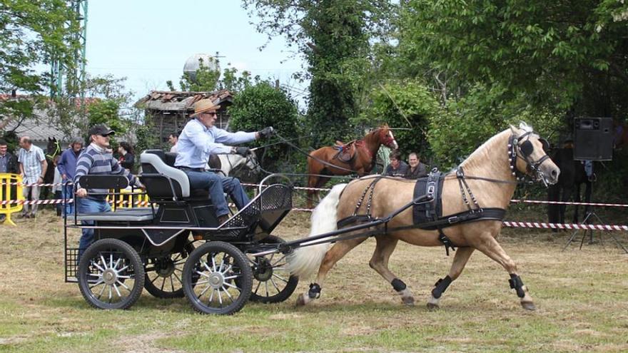 Imagen del concurso de carruajes, ayer en Abegondo