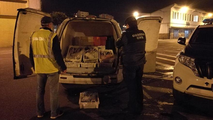 La merluza intervenida en Marín. // Guardia Civil