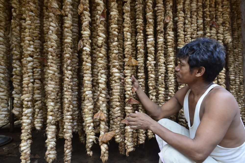 La fabricació de cucs de seda a l''Índia