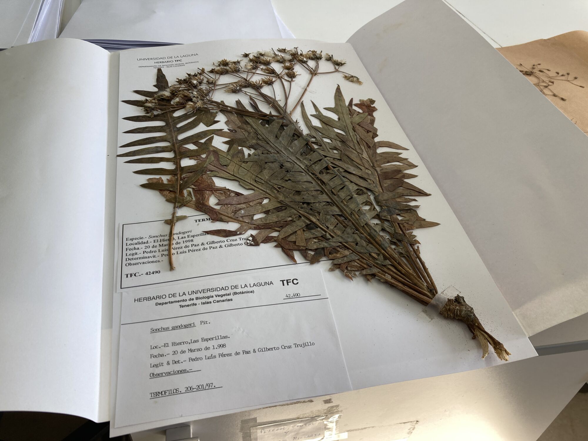 Investigación sobre  plantas extintas en la Macaronesia