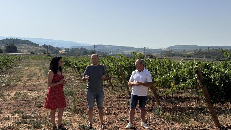 La Festa del Tomàquet del Bages inclourà una visita a les vinyes de varietats antigues de la Torre Lluvià amb un tast inclòs