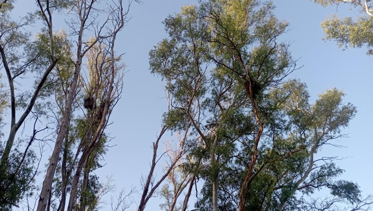 Los vecinos alertan de que continúan los nidos de cotorras en el eucaliptal del futuro parque, un riesgo para los paseantes.
