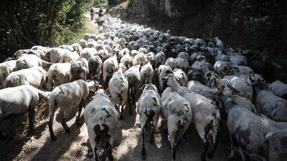 El ramat de Jordi Julià fent camí entre Merlès i Sagàs durant la primera etapa