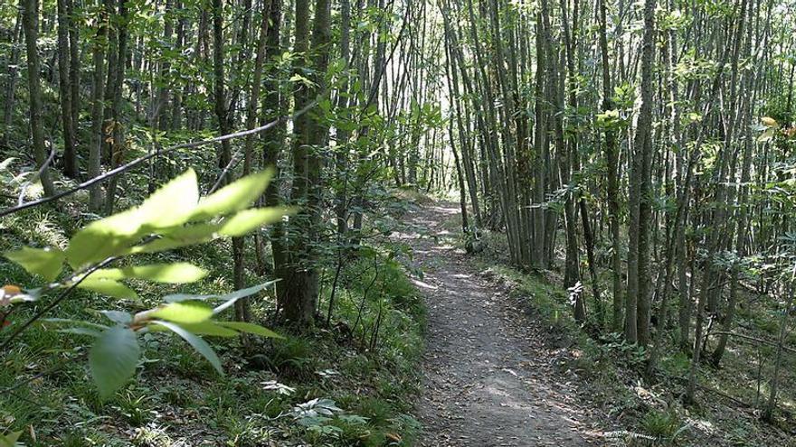 El relevante papel de las plantaciones de castaño en la lucha contra el cambio climático