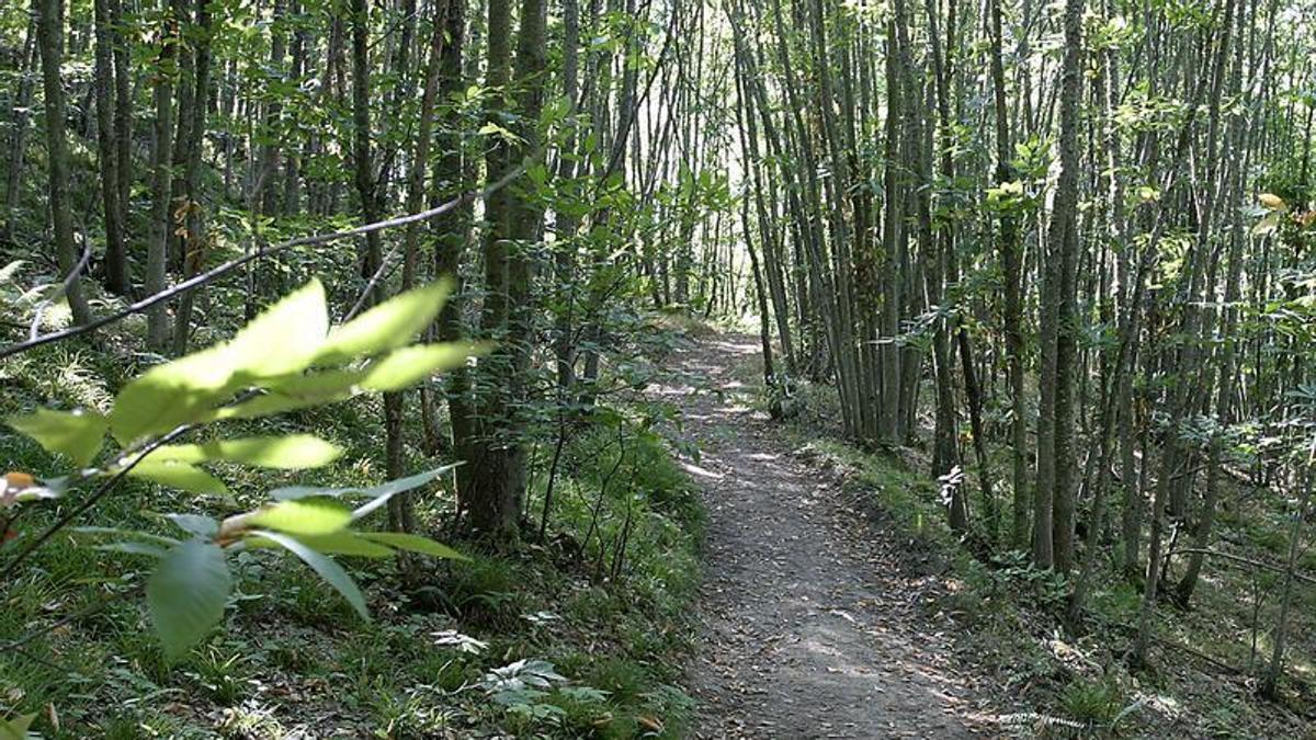 Bosque de castaños en el parque natural de Redes, Asturias.