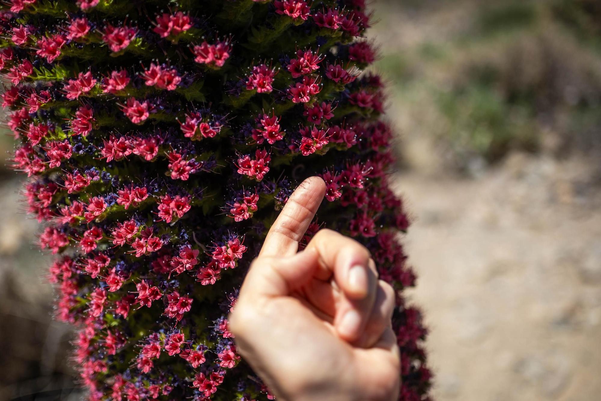 Tajinastes en Las Cañadas del Teide