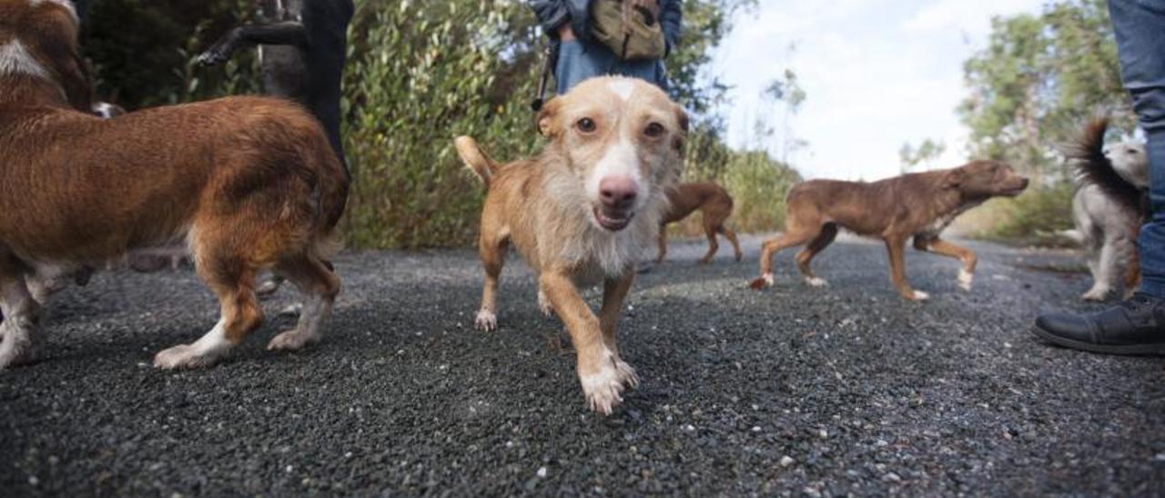 Cazadores venden sus perros 'online' por las restricciones - Faro de Vigo