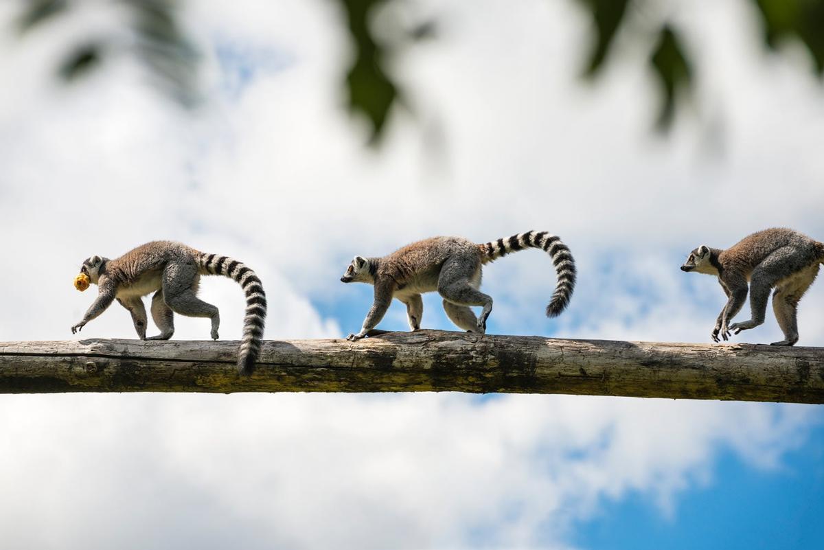 Madagascar, o la isla de todos los viajes imaginables
