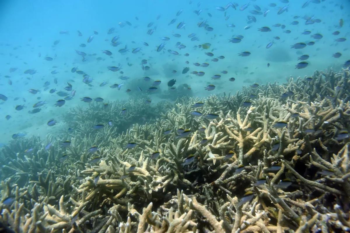 Peces tropicales nadando en la gran barrera de coral de Queensland, Australia.