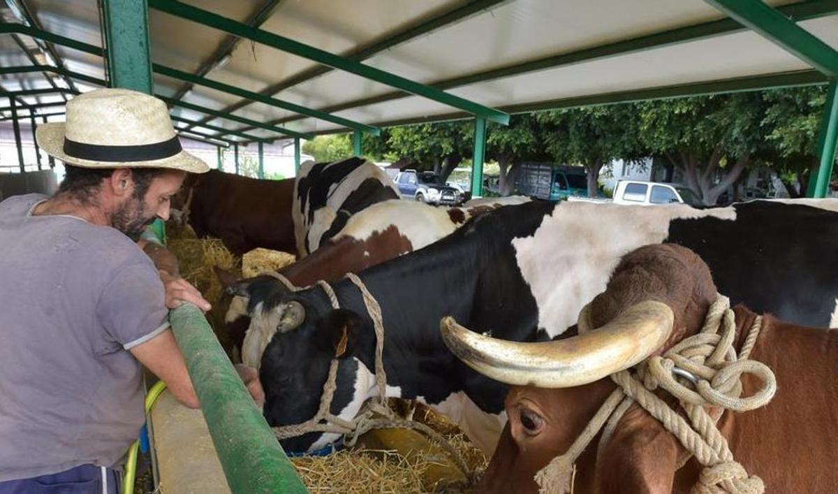 Un ganadero alimenta a sus vacas en la granja del Cabildo de Gran Canaria.