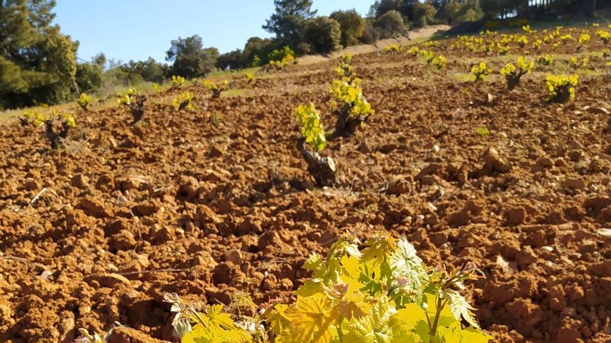 El champiñón puede mejorar la calidad del suelo en los viñedos