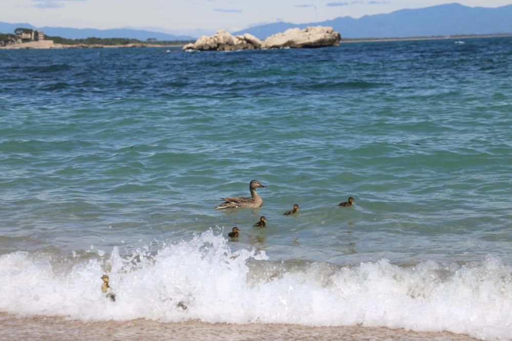 Una ànega i els pollets passegen per l''Escala