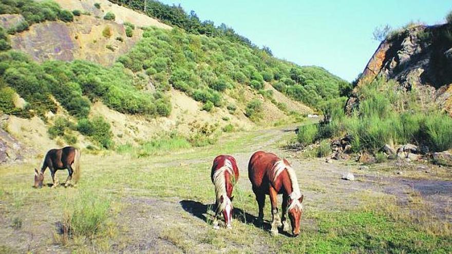 Unos caballos pastando en los terrenos de la mina a cielo abierto de Quirós.