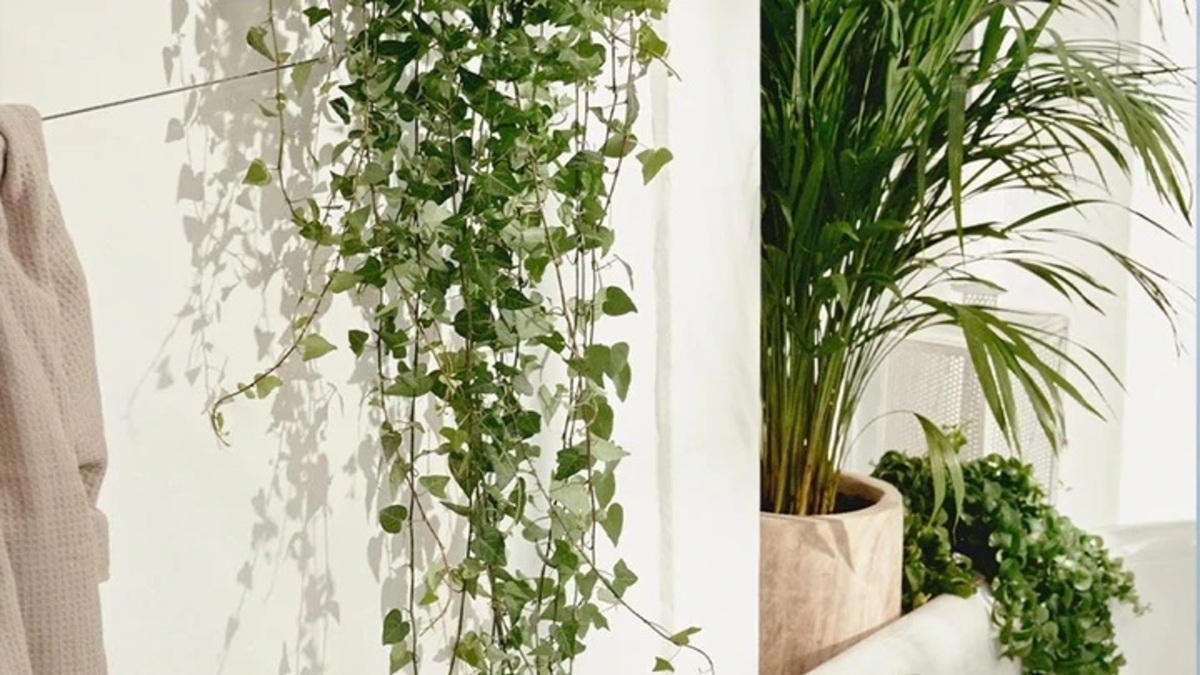 Hiedra | Las plantas colgantes de moda perfectas para decorar hogar