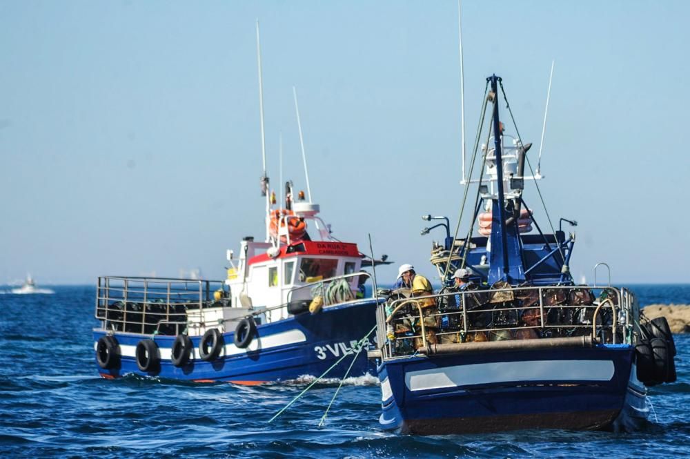 El pulpo, esquivo en Arousa