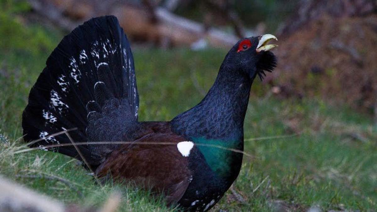 Un urogallo macho.