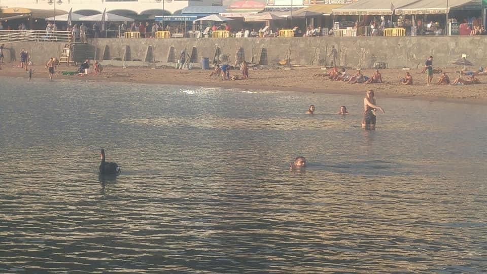 Un cisne negro en la playa de Mogán