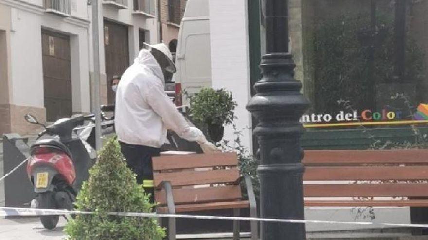 Un apicultor retirando el enjambre en Antequera.
