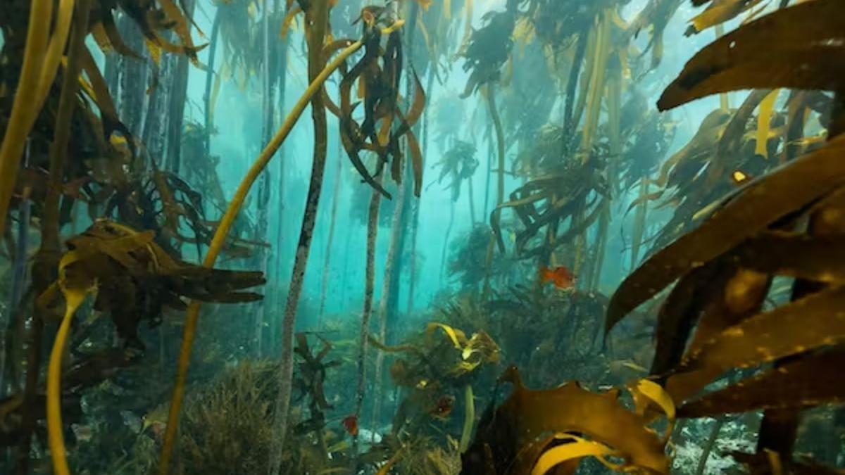 Los bosques submarinos absorben grandes cantidades de dióxido de carbono, que puede quedar secuestrado durante largos períodos de tiempo.