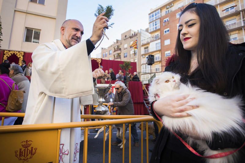 Bendición de animales por Sant Antoni del Porquet