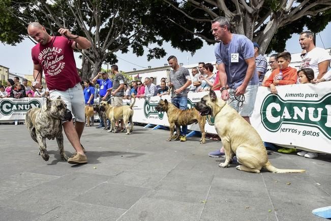 Celebración del I Certamen Nacional de perro ...