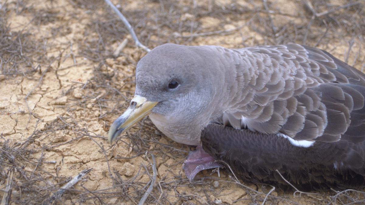 Pardela cenicienta, una especie emblemática del litoral canario.