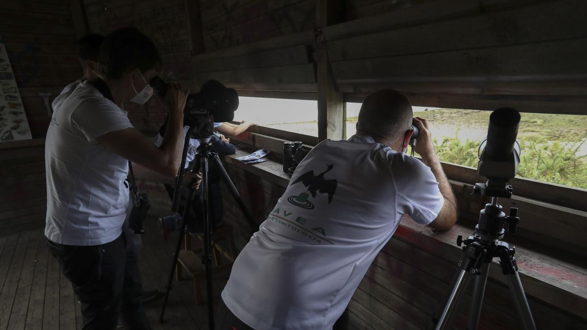 PARTICIPANTES EN UNA JORNADA DE OBSERVACION DE AVES ORGANIZADA POR MAVEA.