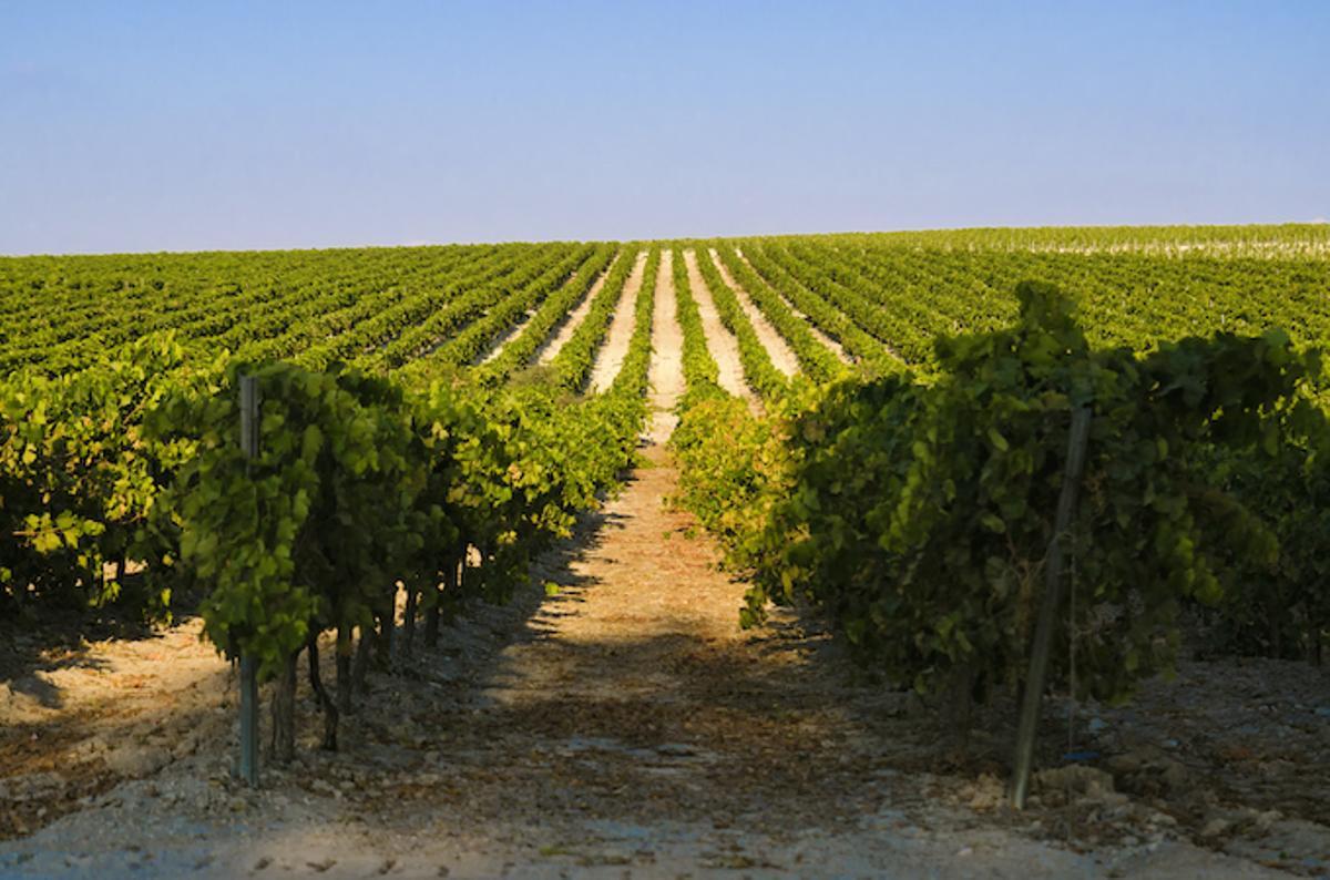 La enogastronomía en Andalucía presume de las Denominaciones de Origen más antiguas de España, entre las que se encuentran Málaga y Jerez-Xérès-Sherry y Manzanilla-Sanlúcar de Barrameda.