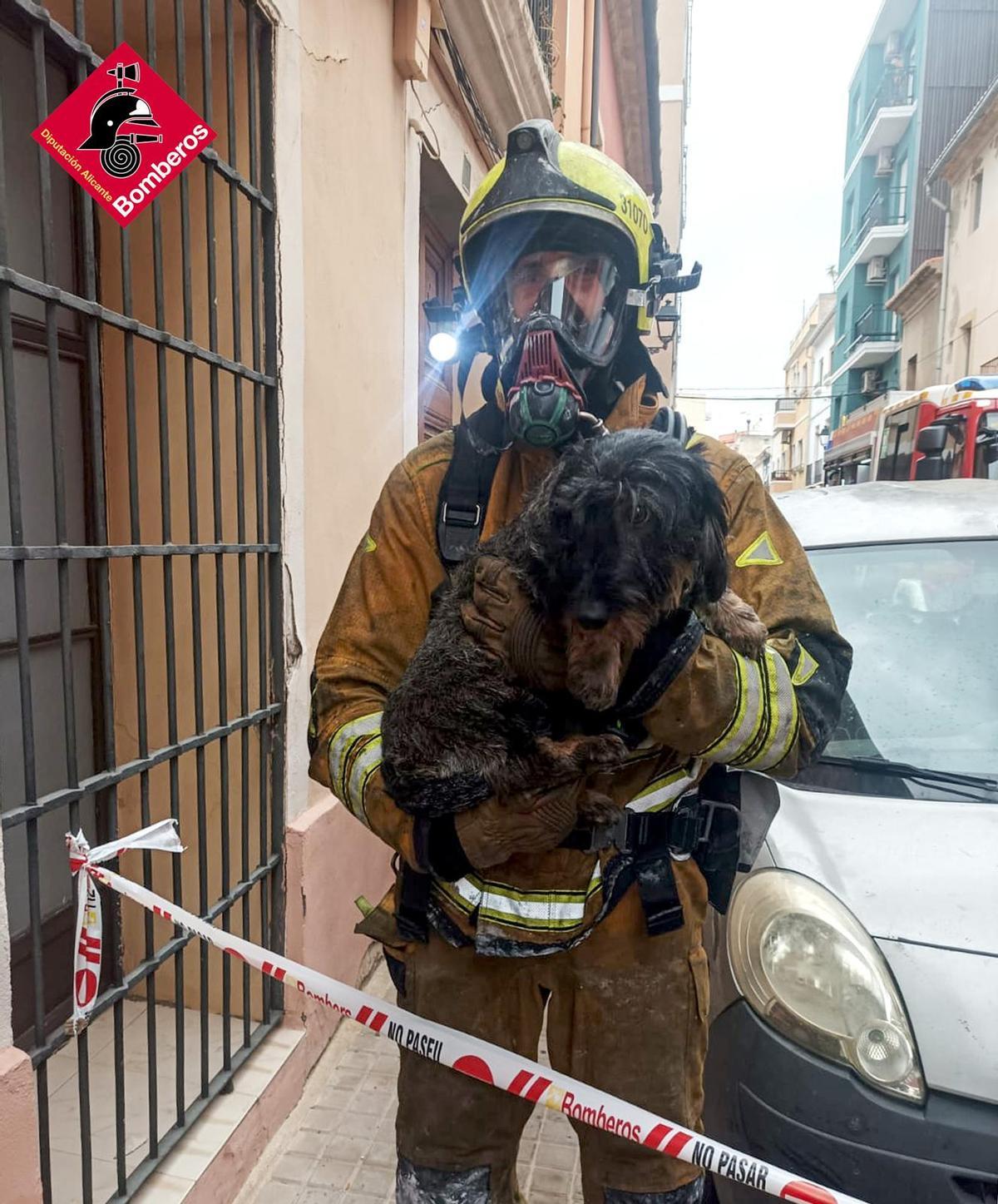 El perro salvado por los bomberos y la destrucción del incendio en Dénia (imágenes)