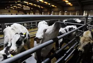 La Central Agropecuaria de Galicia Abanca registra un descenso general de actividad y facturación