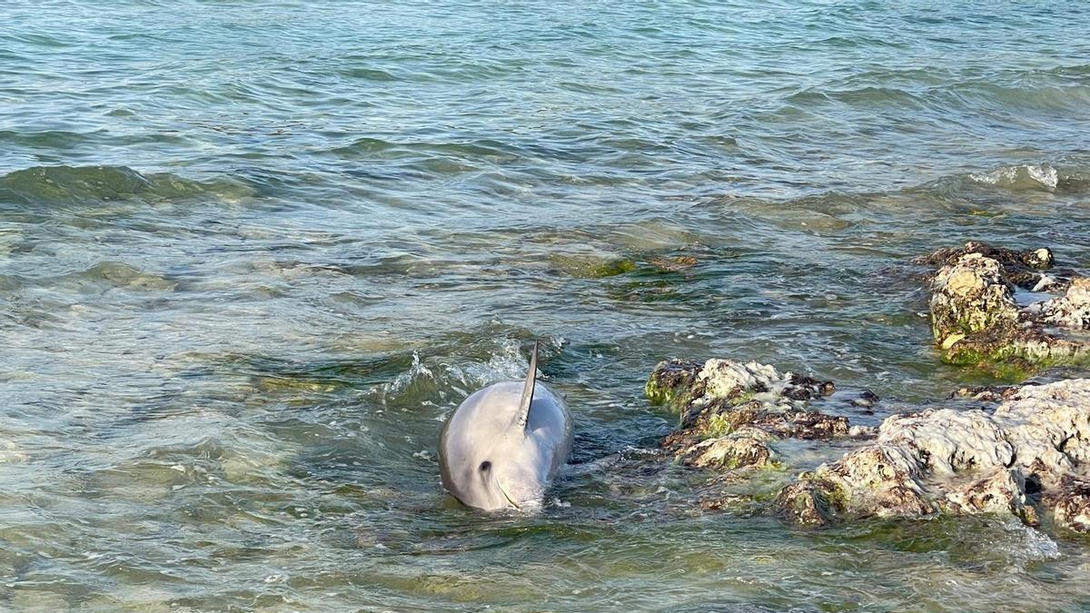 Aparece en las costas de Menorca un delfín con una herida incompatible con un accidente natural