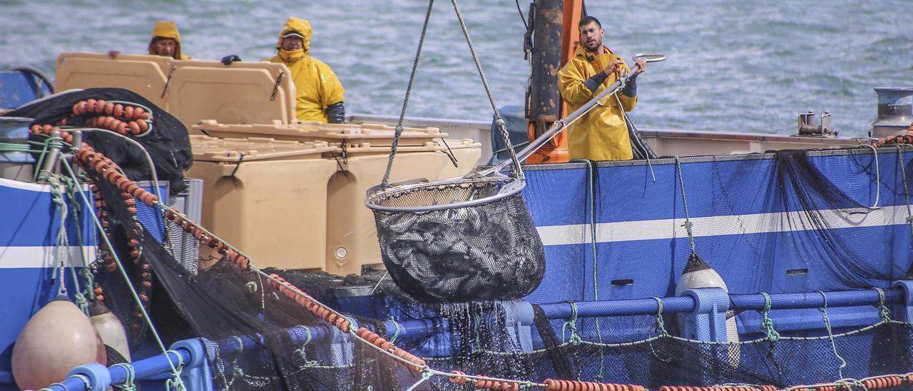 Acuicultura en Torrevieja