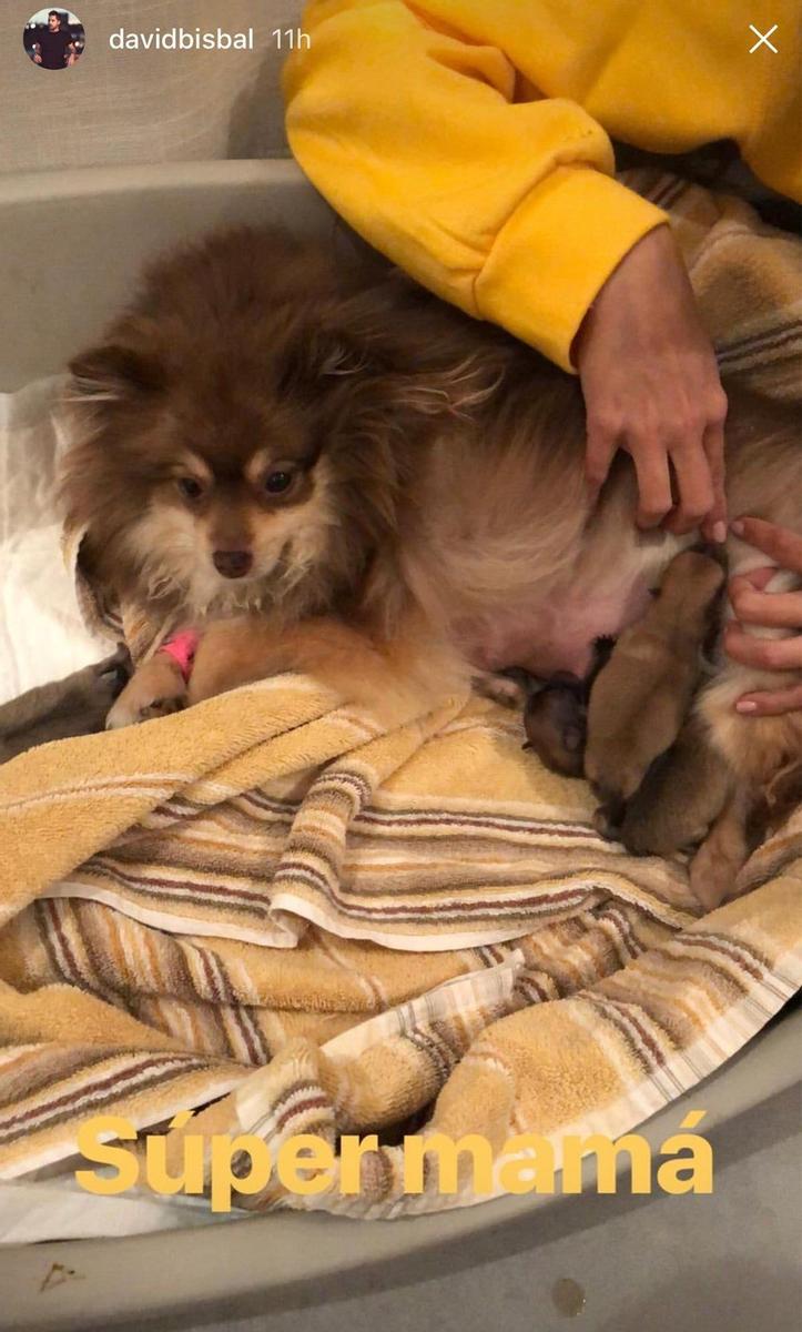 La perrita Nena con sus cachorritos