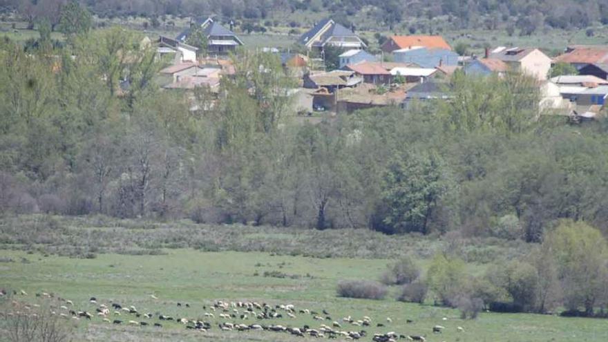 Un rebaño de ovejas pasta en las inmediaciones de Peque.