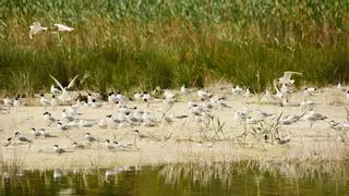 Las Salinas de Santa Pola registran el mayor número de ejemplares de gaviota picofina