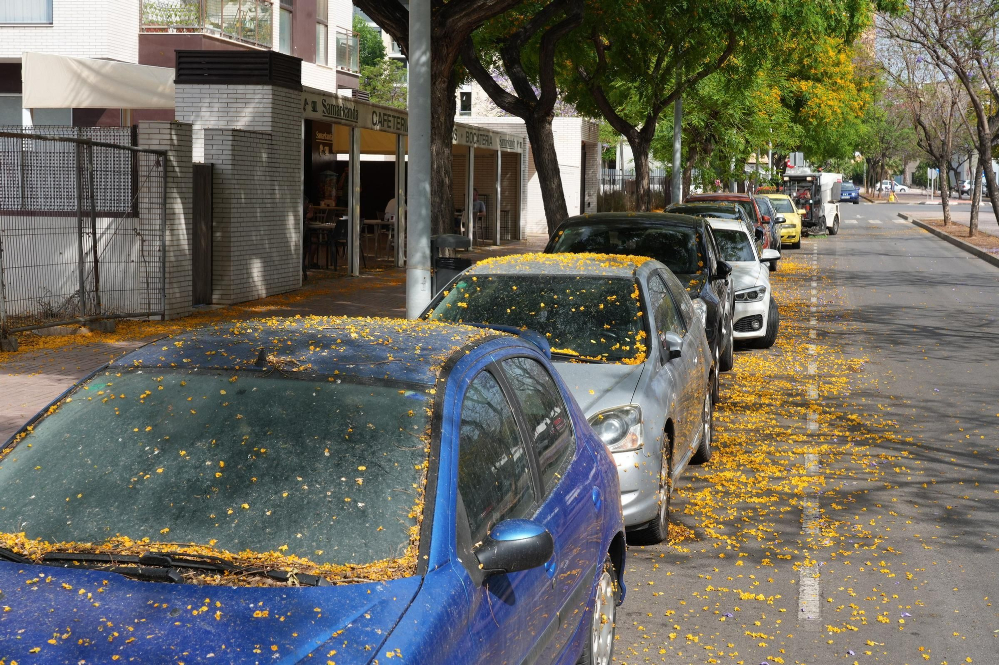 La floración tiñe las calles de Castelló