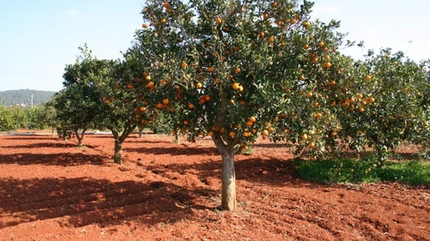 Imagen de archivo de un campo de naranjas