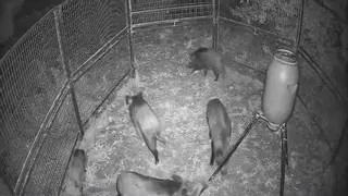 El Verger y Els Poblets capturan 237 jabalíes en nueve meses