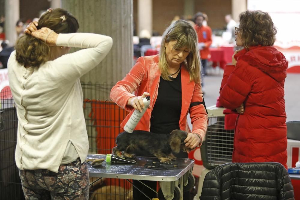 Expocanina 2018