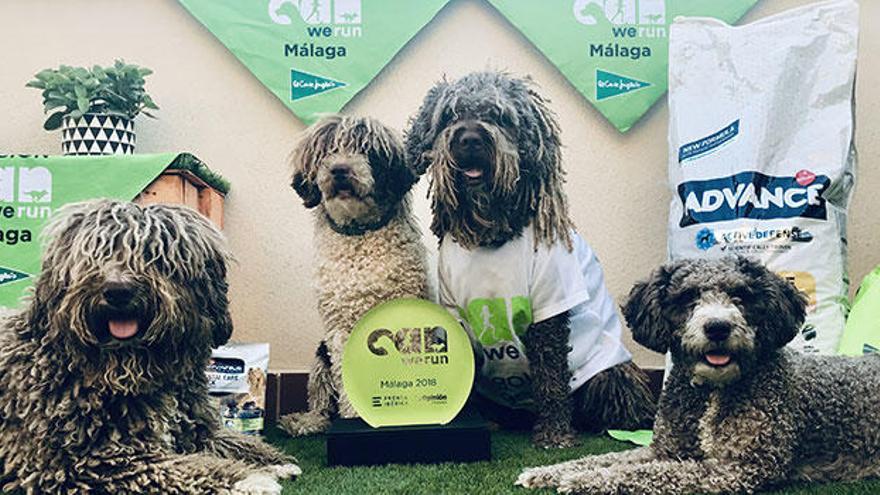 Los dueños disfrutarán corriendo pero, sin duda, los que mejor se lo van a pasar en esta actividad son los perros