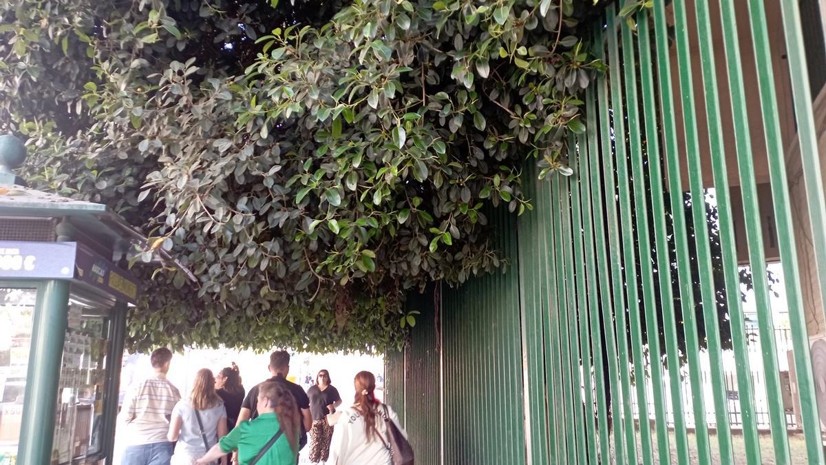 Detalle del ficus recortado de Barbarela, esta semana.