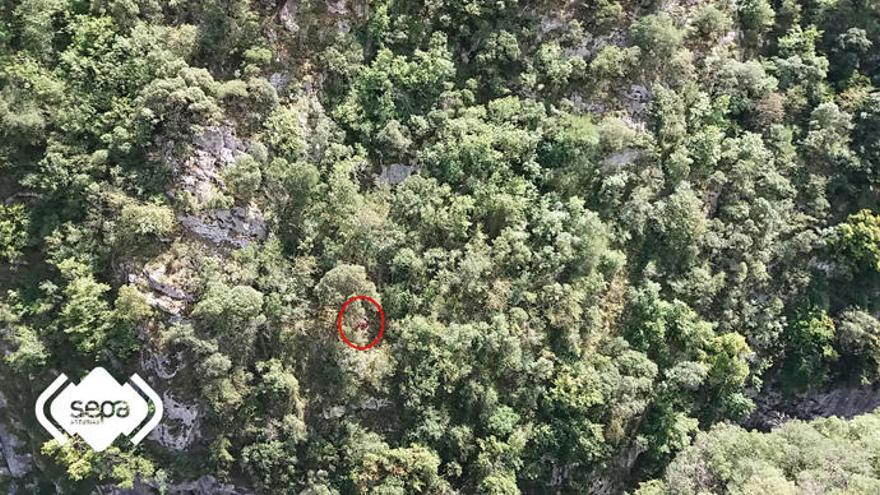 Rescatan ileso a un senderista atrapado en un árbol en la Senda del Oso