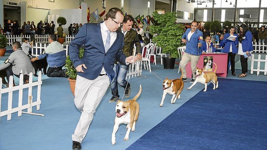 Luis Manuel Benítez, criador de American Stanford Shire Terrier: &quot;Hay chihuahuas que muerden, no existen razas de perros peligrosos&quot;