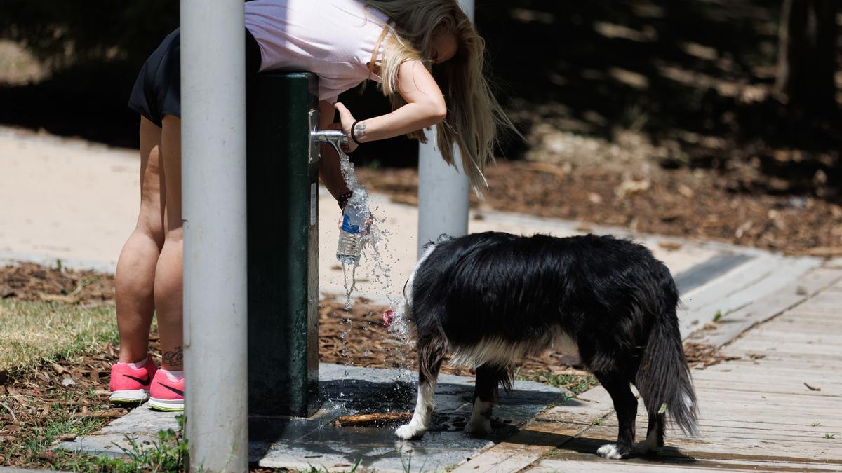 mujer perro cogen agua fuente