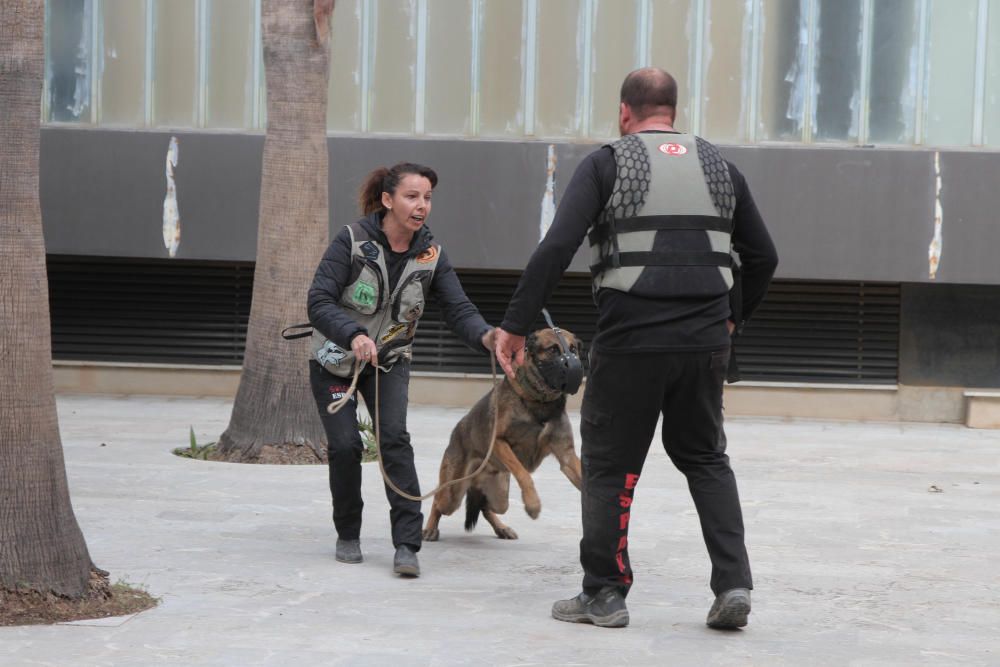 Exhibición canina en la Asamblea regional